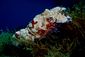 Slipper Lobster